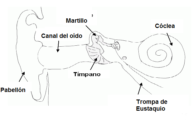Figura 208 – Estructura del oído
