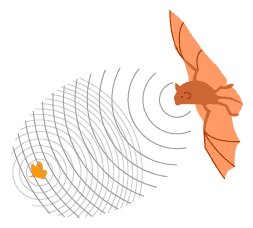 Figura 221 – El murciélago utiliza ultrasonidos para encontrar su comida
